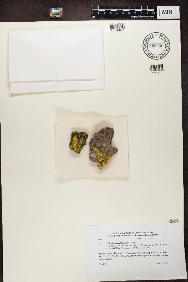 Leproplaca xantholyta image