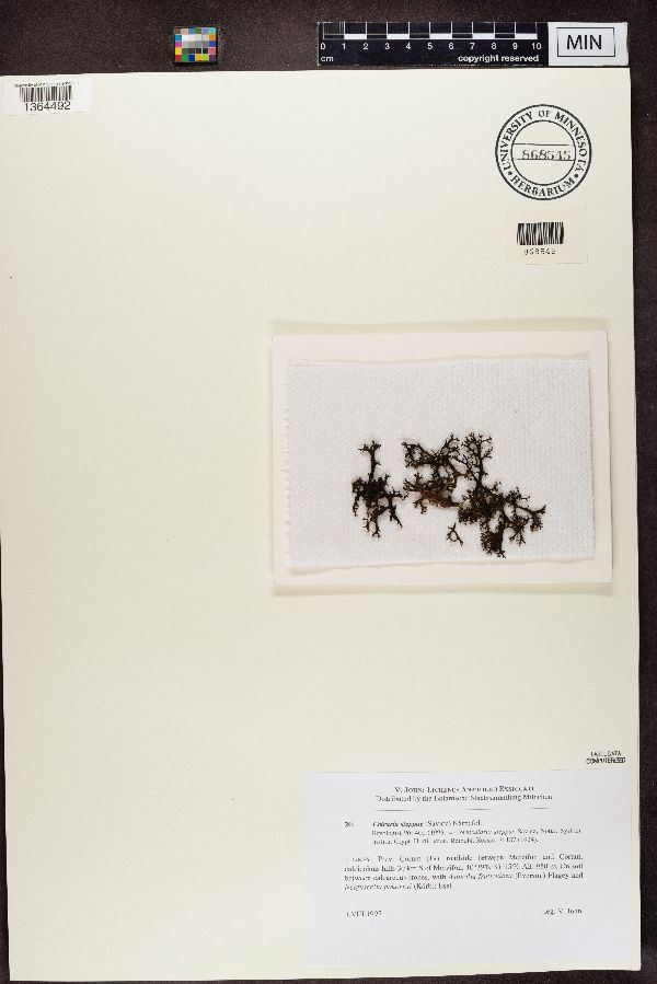 Cetraria steppae image