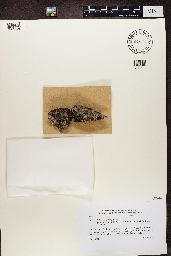 Scytinium fragrans image