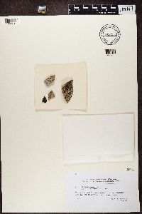 Lichinella stipatula image