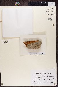Caloplaca trachyphylla image