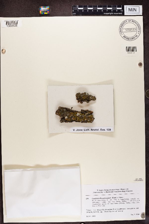 Candelariella unilocularis image