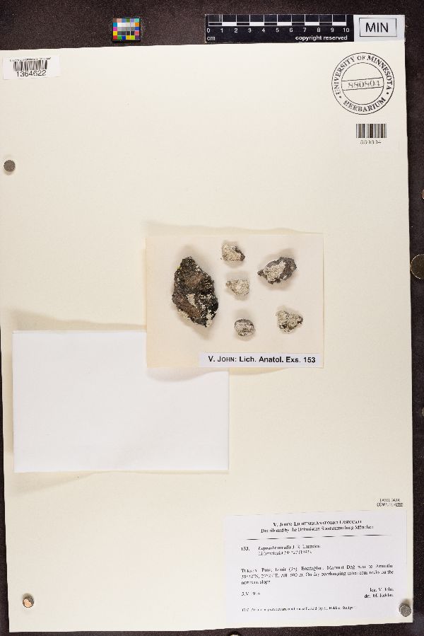 Lepraria nivalis image