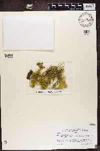 Letharia vulpina image