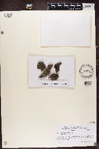 Opegrapha vulgata image