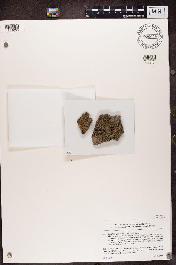 Lecidella asema image
