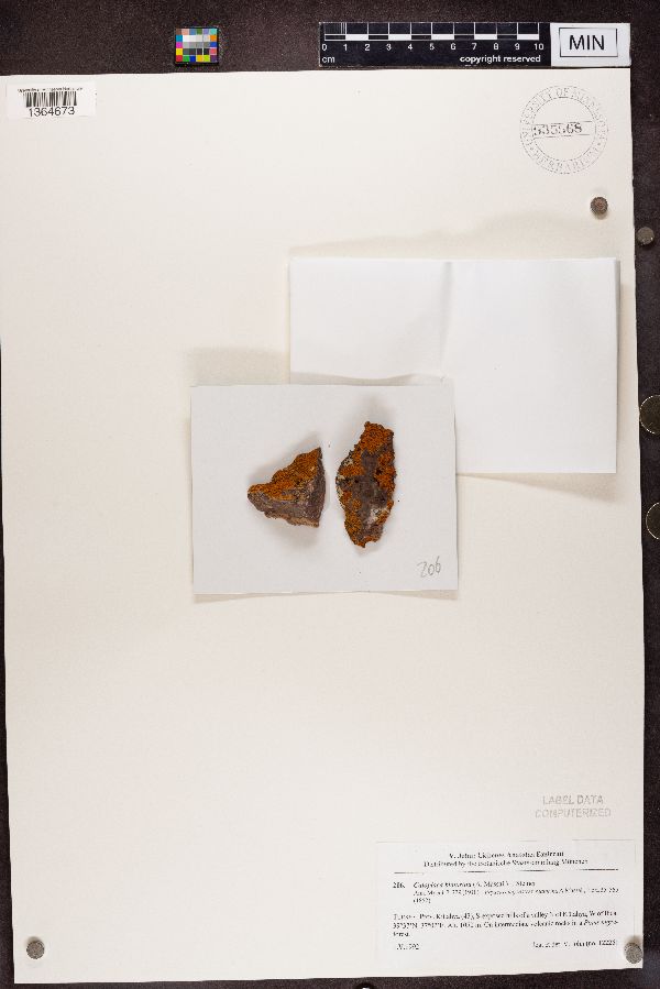 Caloplaca biatorina image