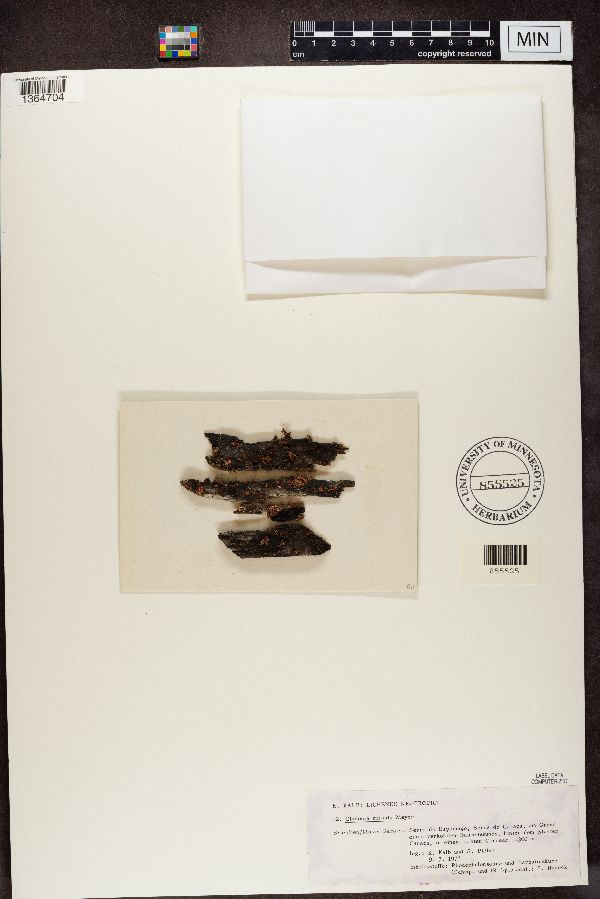 Cladonia miniata image
