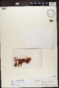Cladonia miniata image