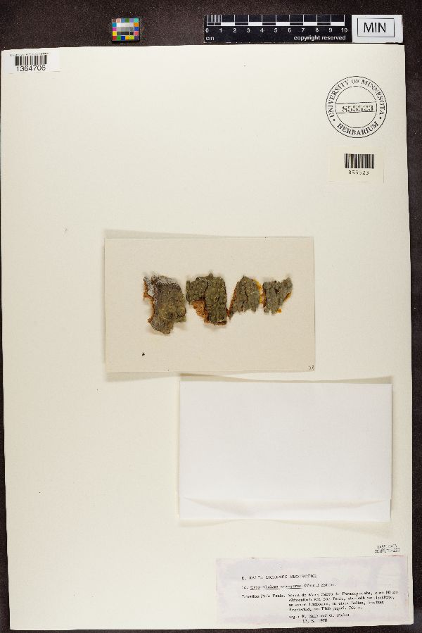 Cryptothelium octosporum image