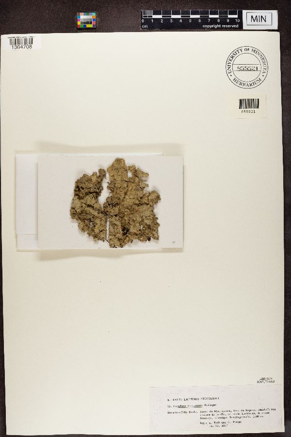 Graphina microspora image