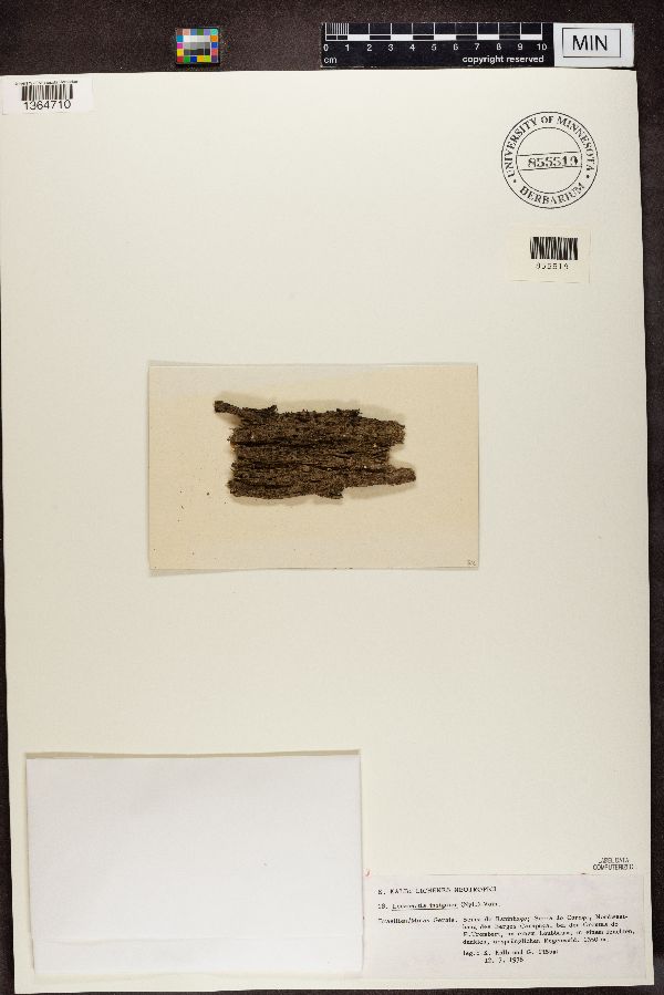 Lecanactis insignior image