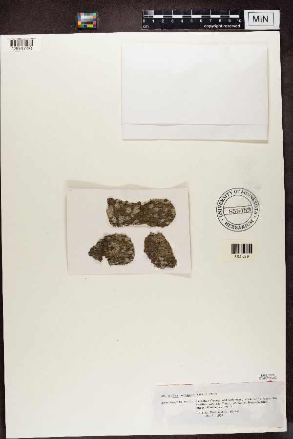 Buellia multispora image