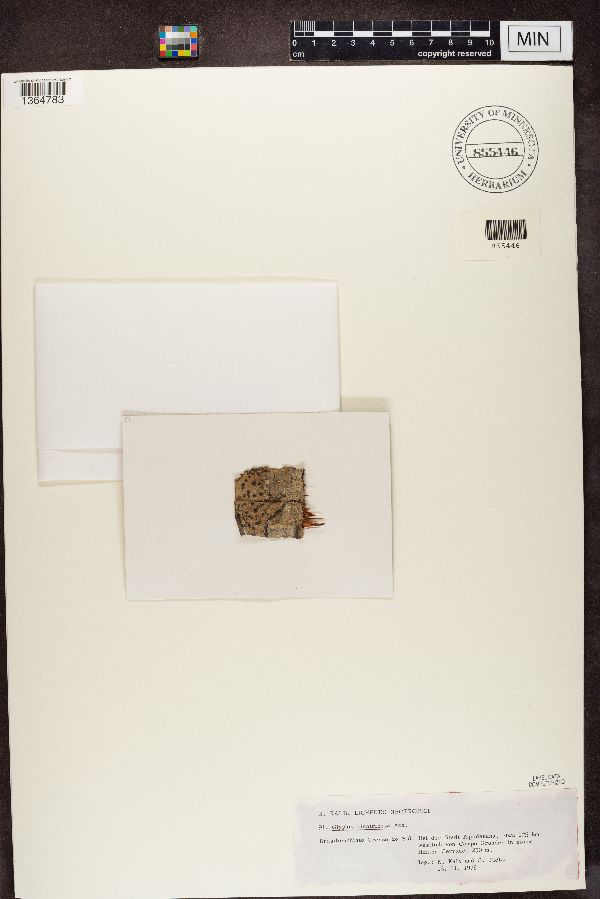 Glyphis cicatricosa image