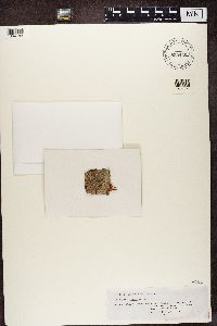 Glyphis cicatricosa image