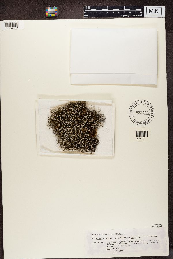 Heterodermia leucomela subsp. boryi image