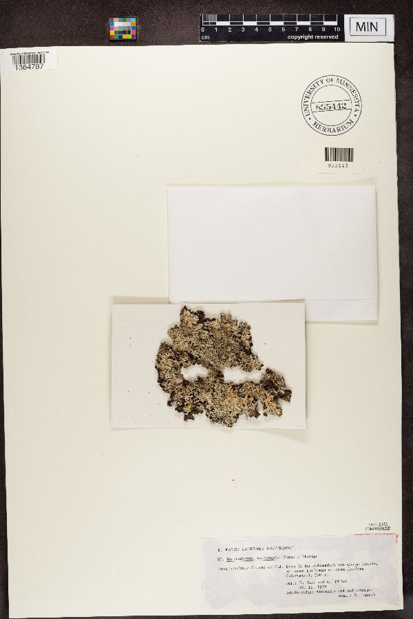 Heterodermia microphylla image