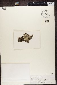 Pyxine cocoes image