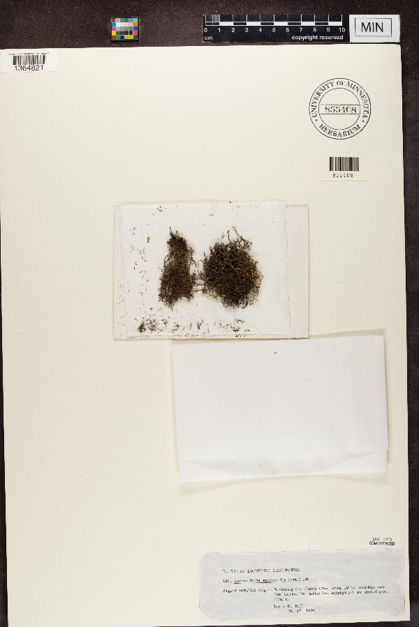 Coelopogon epiphorellus image