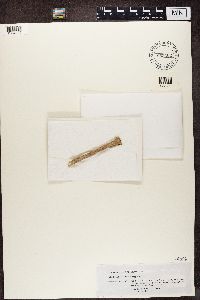 Image of Lopadium albosuffusum