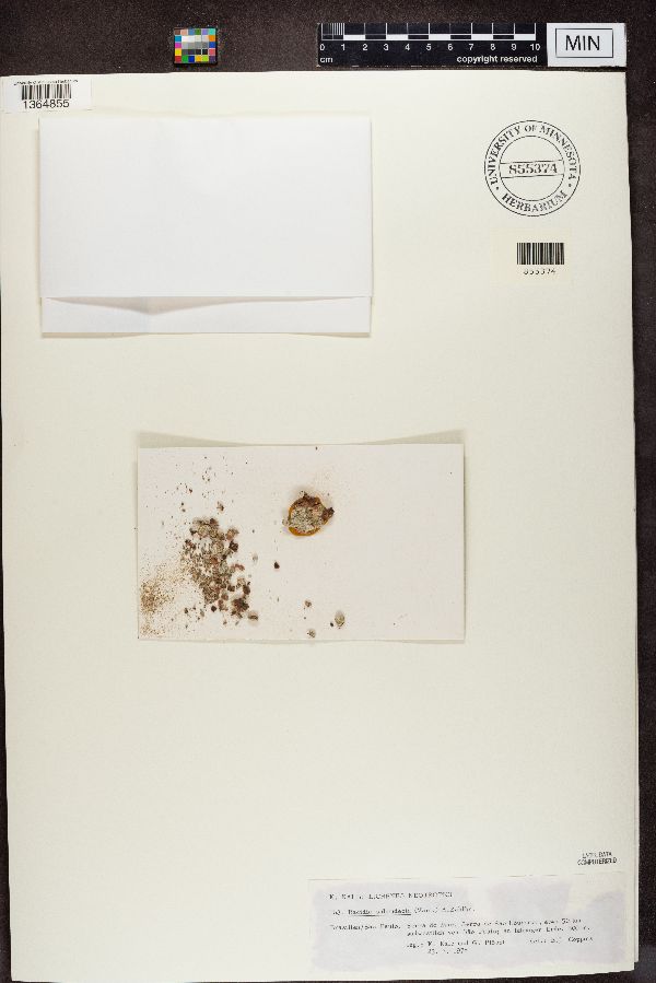 Bacidia subrudecta image
