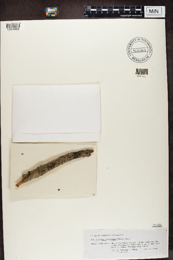 Coenogonium pyrophthalmum image