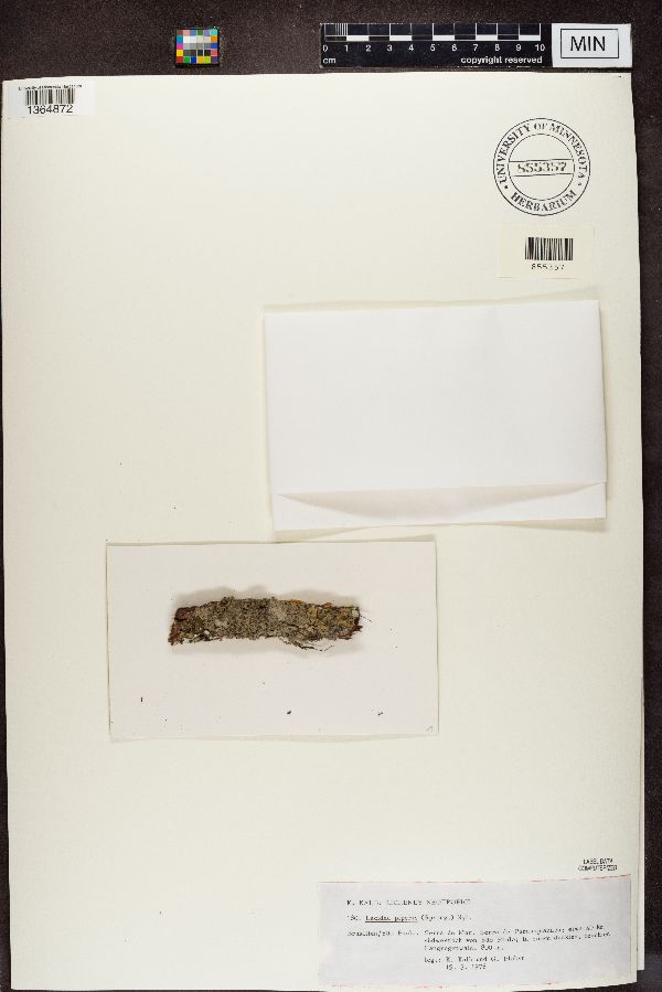 Malcolmiella piperis image