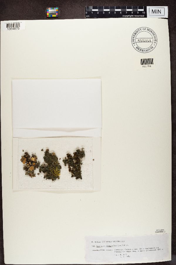 Leptogium marginellum image