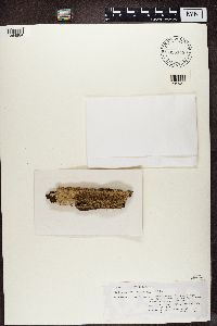 Pseudoparmelia sphaerospora image