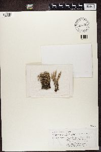 Cladonia rappii image