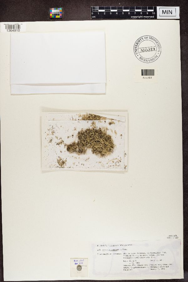 Cladonia substellata image