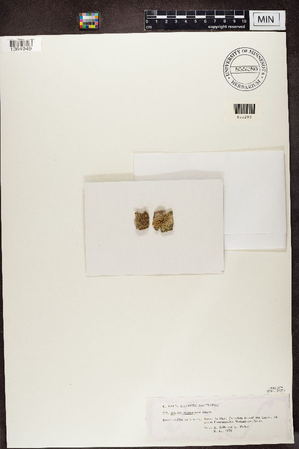 Bacidia subtestacea image
