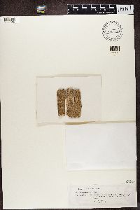 Bacidia subtestacea image