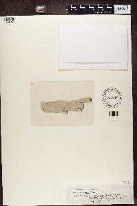 Image of Graphis albescens