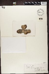 thumbnail image of current specimen