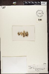 Lecanora sulfurescens image