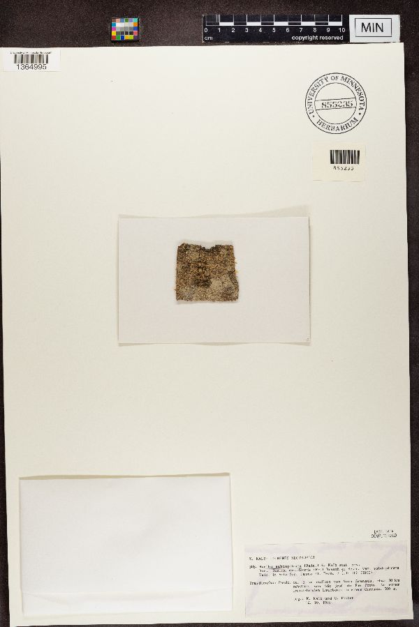 Amandinea subduplicata image