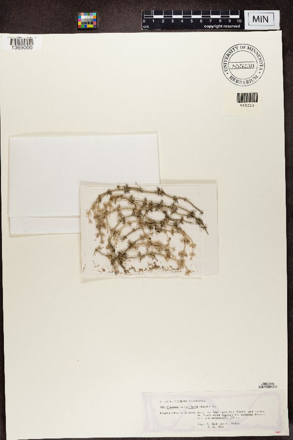 Cladonia verticillaris image