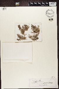 Cladonia verticillaris image