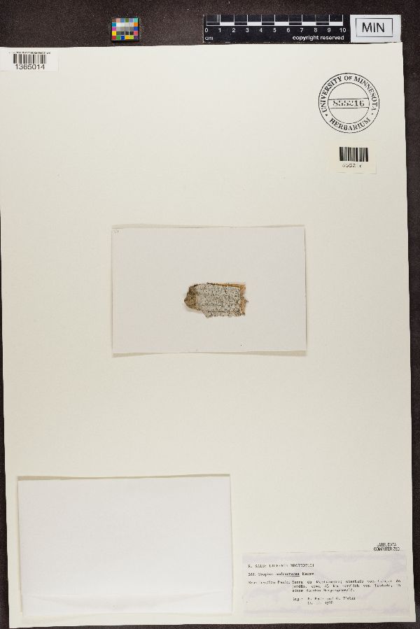 Graphis anfractuosa image