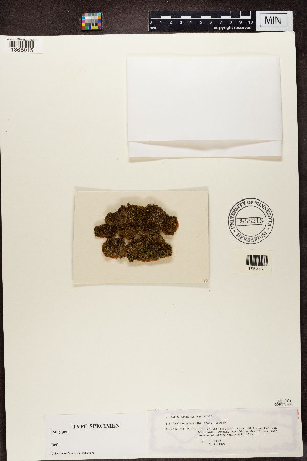 Gyalideopsis kalbii image