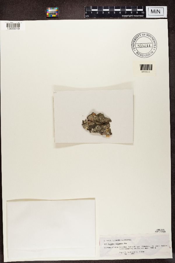 Lecidea mutabilis image