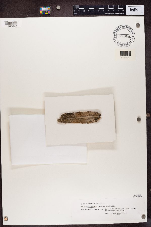 Bacidia medialis image