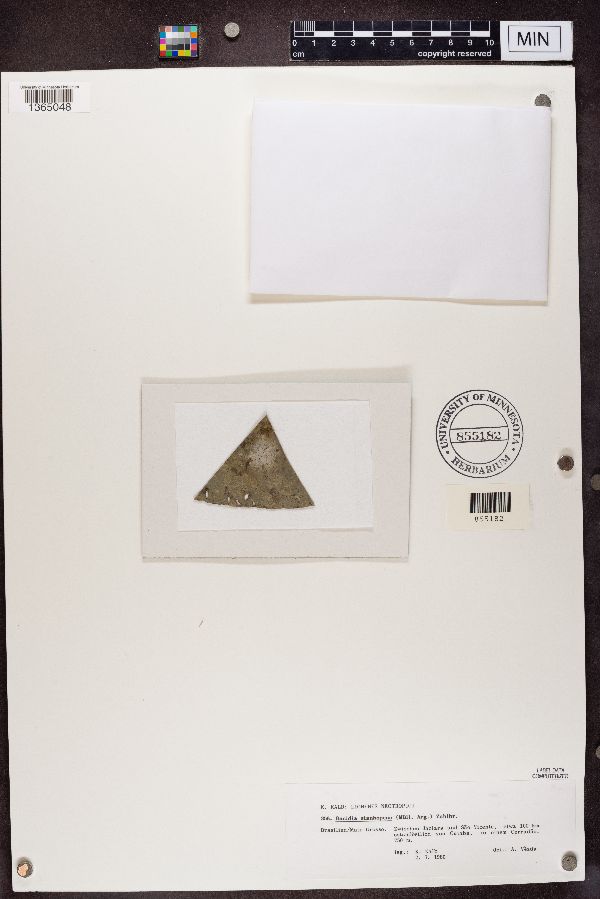 Bacidia stanhopiae image