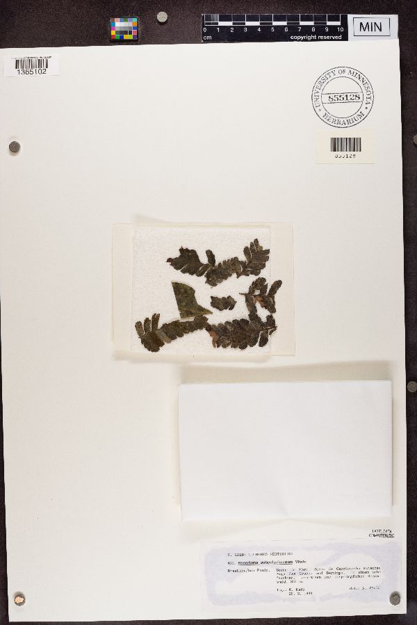 Byssoloma subpolychromum image
