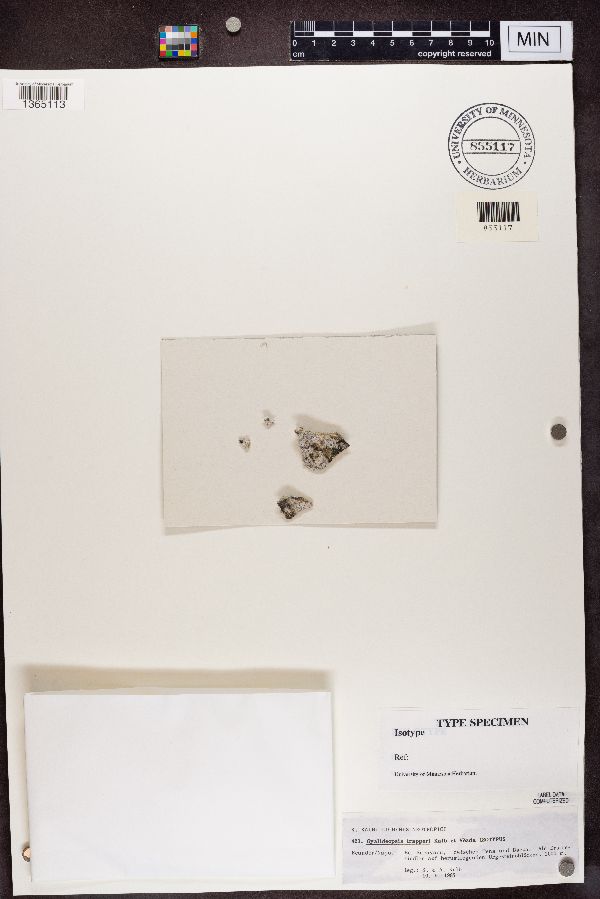 Gyalideopsis trapperi image