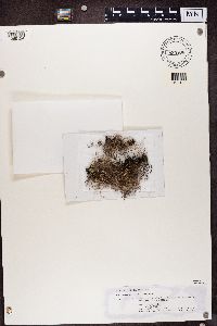 Oropogon loxensis image