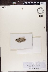 Lopezaria versicolor image