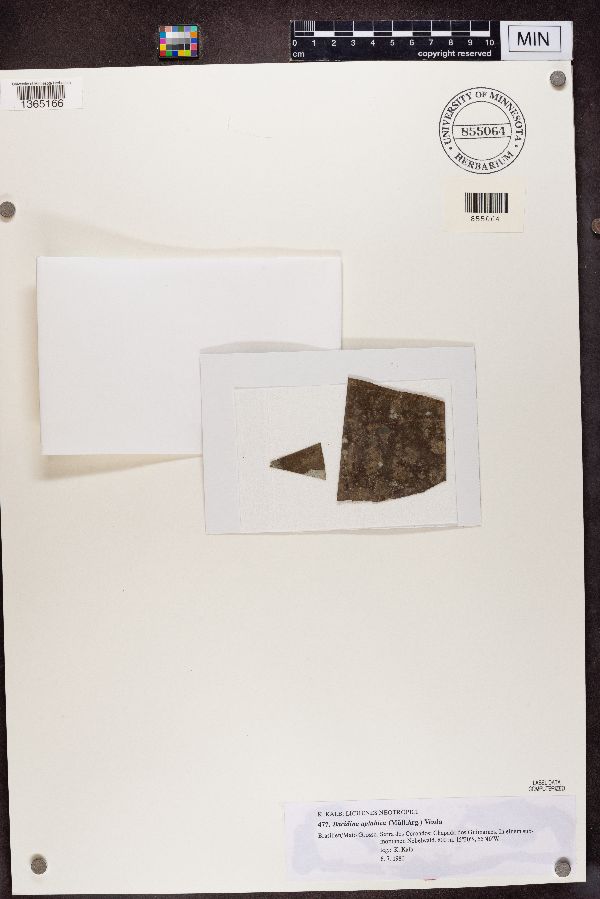 Bacidina apiahica image