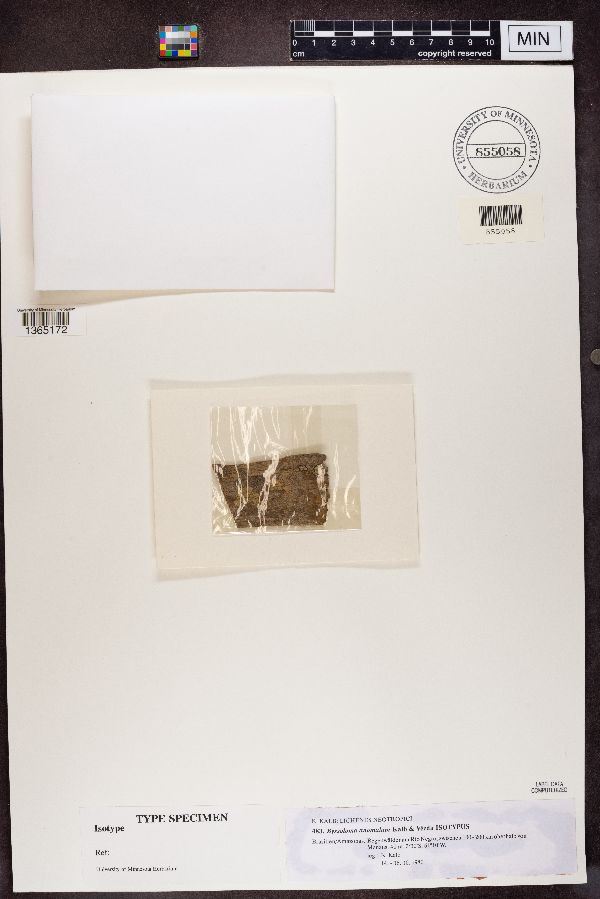 Byssoloma anomalum image
